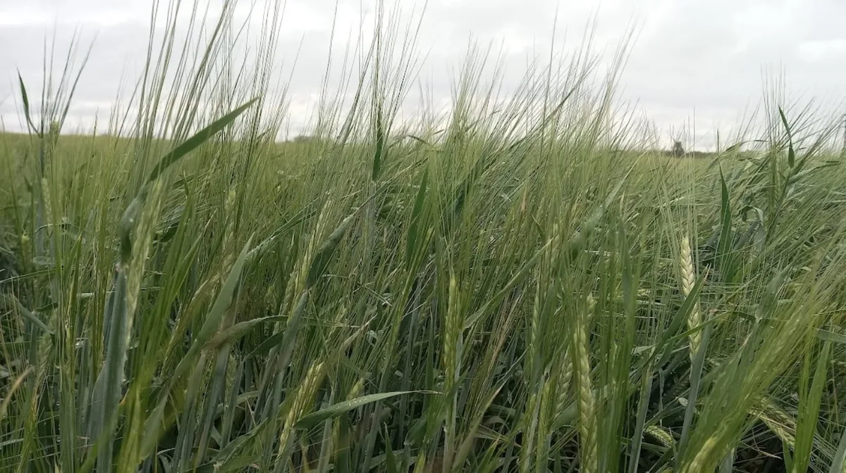 Lluvias oportunas le ponen un “piso” al rendimiento del trigo en la región central