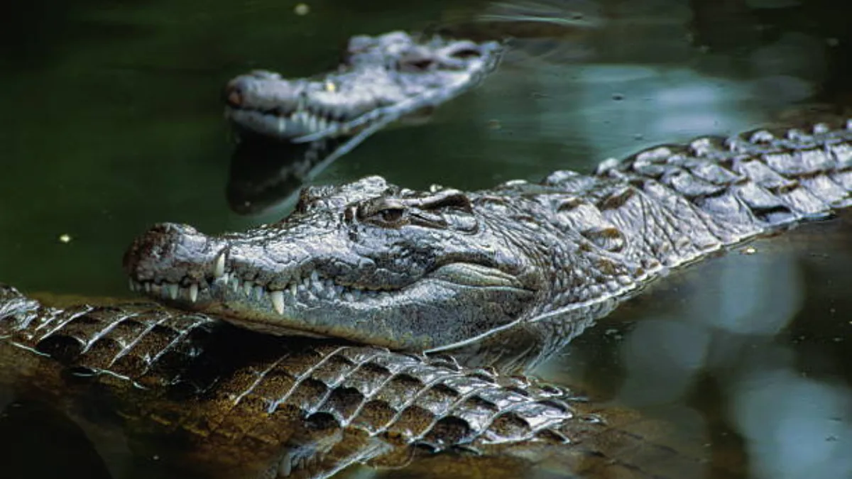Israel’s crocodile prison plan puts wildlife protection and land use under scrutiny