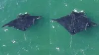 Após “tour” pela Zona Sul do Rio, elefante-marinho de 400 quilos reaparece