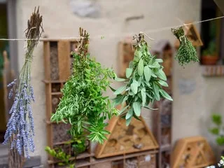 Plantes aromatiques, fruits et légumes : voici comment les faire sécher pour les conserver