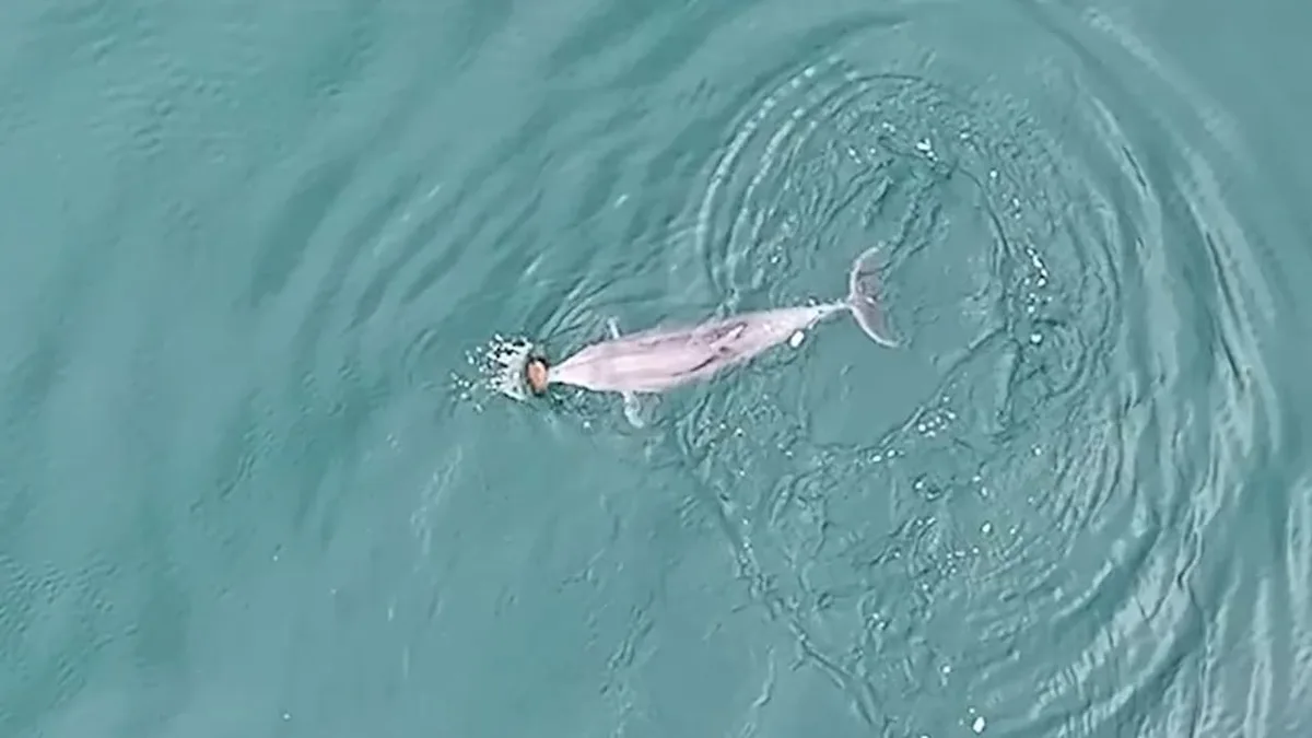 Videos belegen - Delfine nutzen Muscheln als Eimer