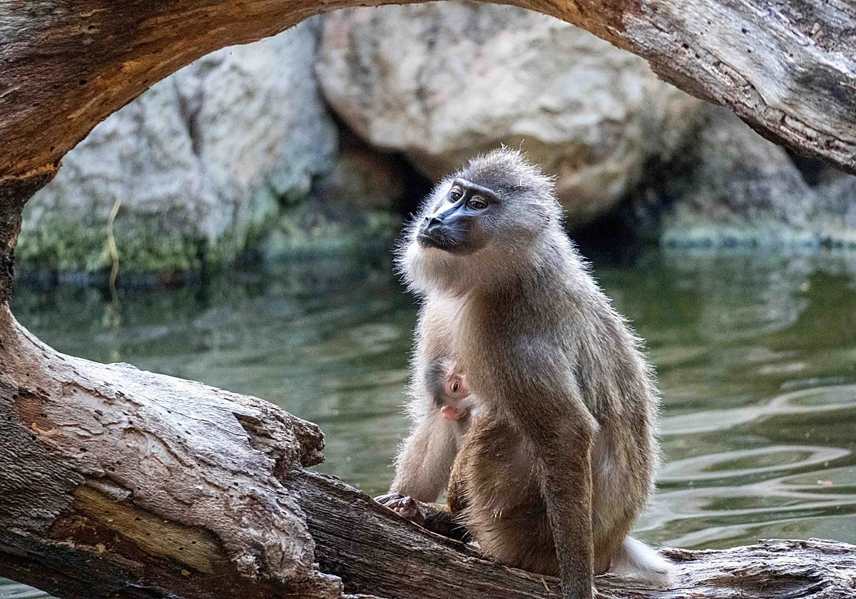El segundo «bebé» de dril este verano consolida el éxito de Bioparc Valencia para salvar este poco conocido primate