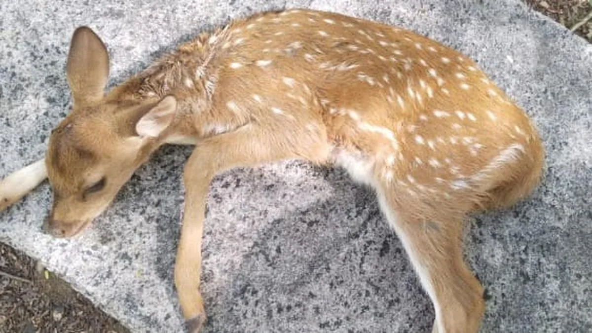 Stray dogs kill deer and fawn on Chittoor forest road; walkers blame litter from eateries