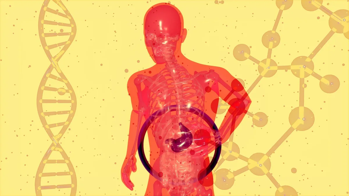 Órgãos envelhecem em ritmos diferentes e têm idades distintas, diz estudo