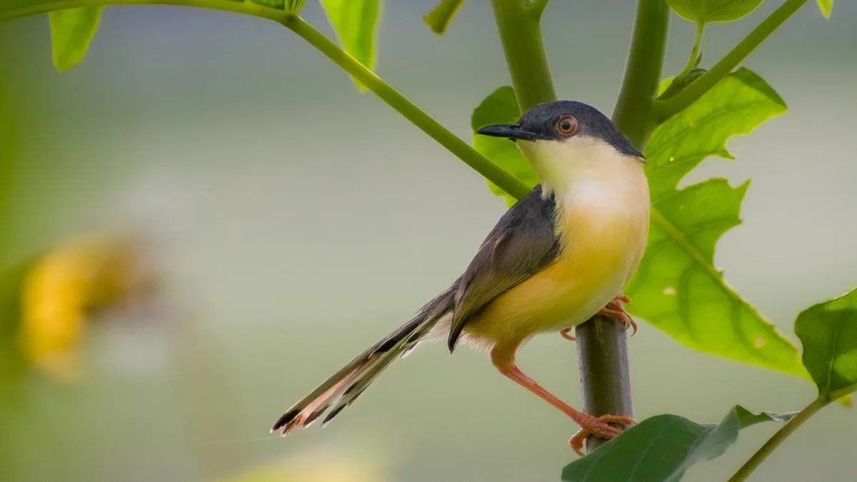 Science for All | How bird songs have evolved