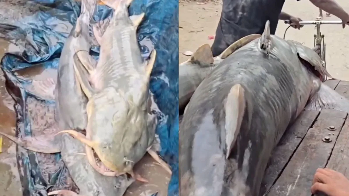 Bihar government issues advisory against consuming fish washed in by Nepal floods