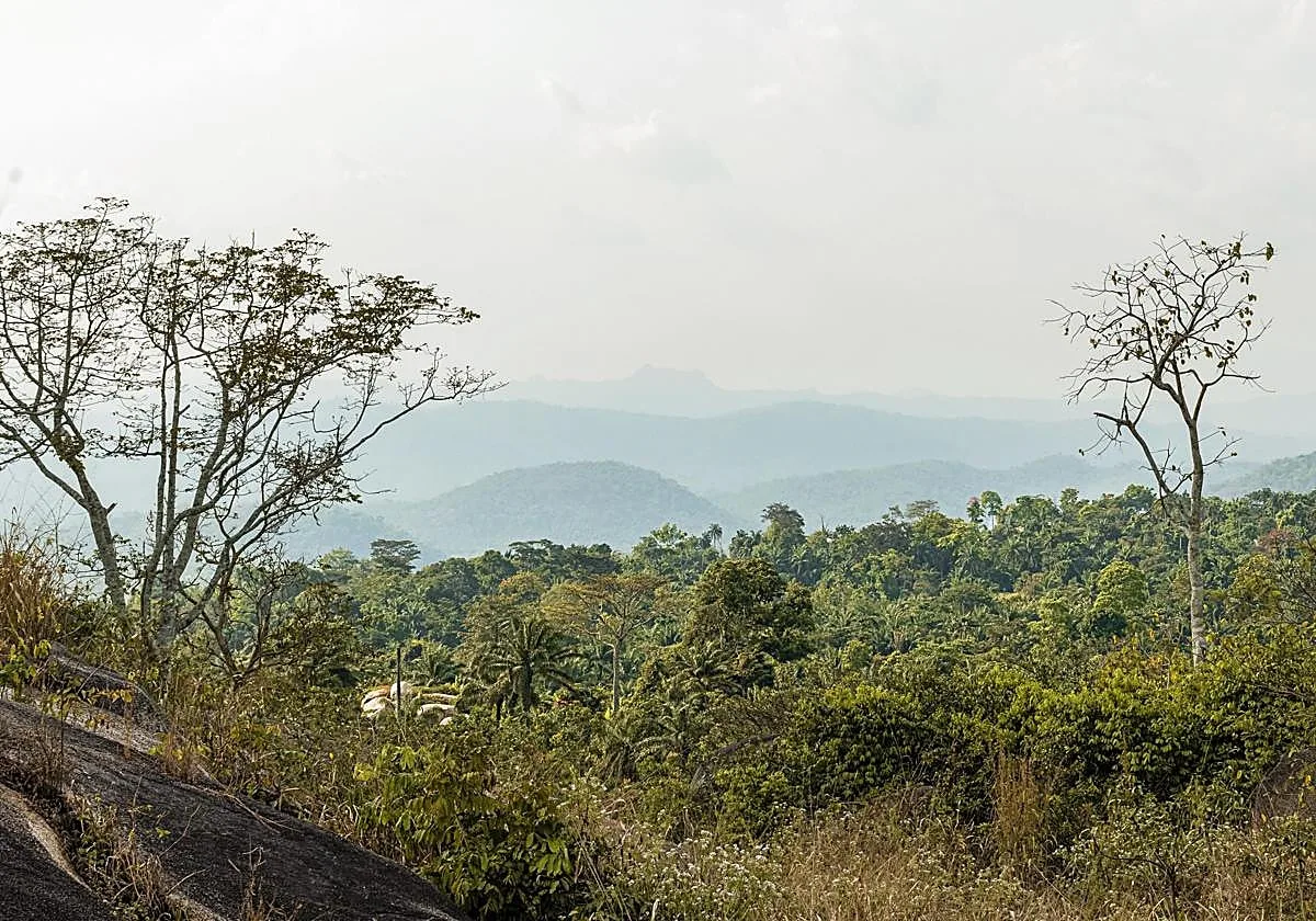 Qué significa el proverbio africano: «El bosque no sólo esconde a los enemigos del hombre, sino que está lleno de medicinas»