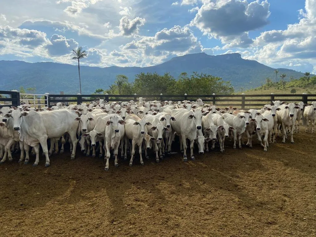 Vacinas contra doenças graves em bovinos ainda estão em falta no Brasil