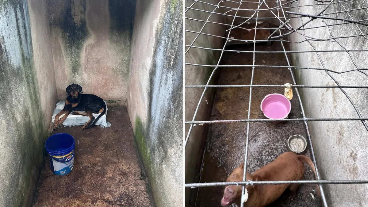 Adestrador é preso em flagrante por maus-tratos contra cães em Guarapari