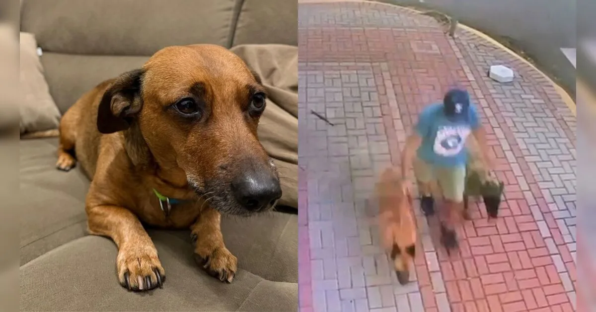 Cão morre após ataque na Praça do 28; tutora fica ferida e responsável foge