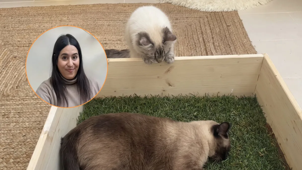 Cómo hacerle un jardín interior a tu gato: solo necesitas madera y césped