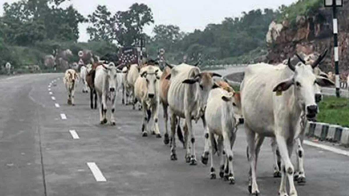 Owners face penalties as govt moves to curb stray cattle on highways, e-ways