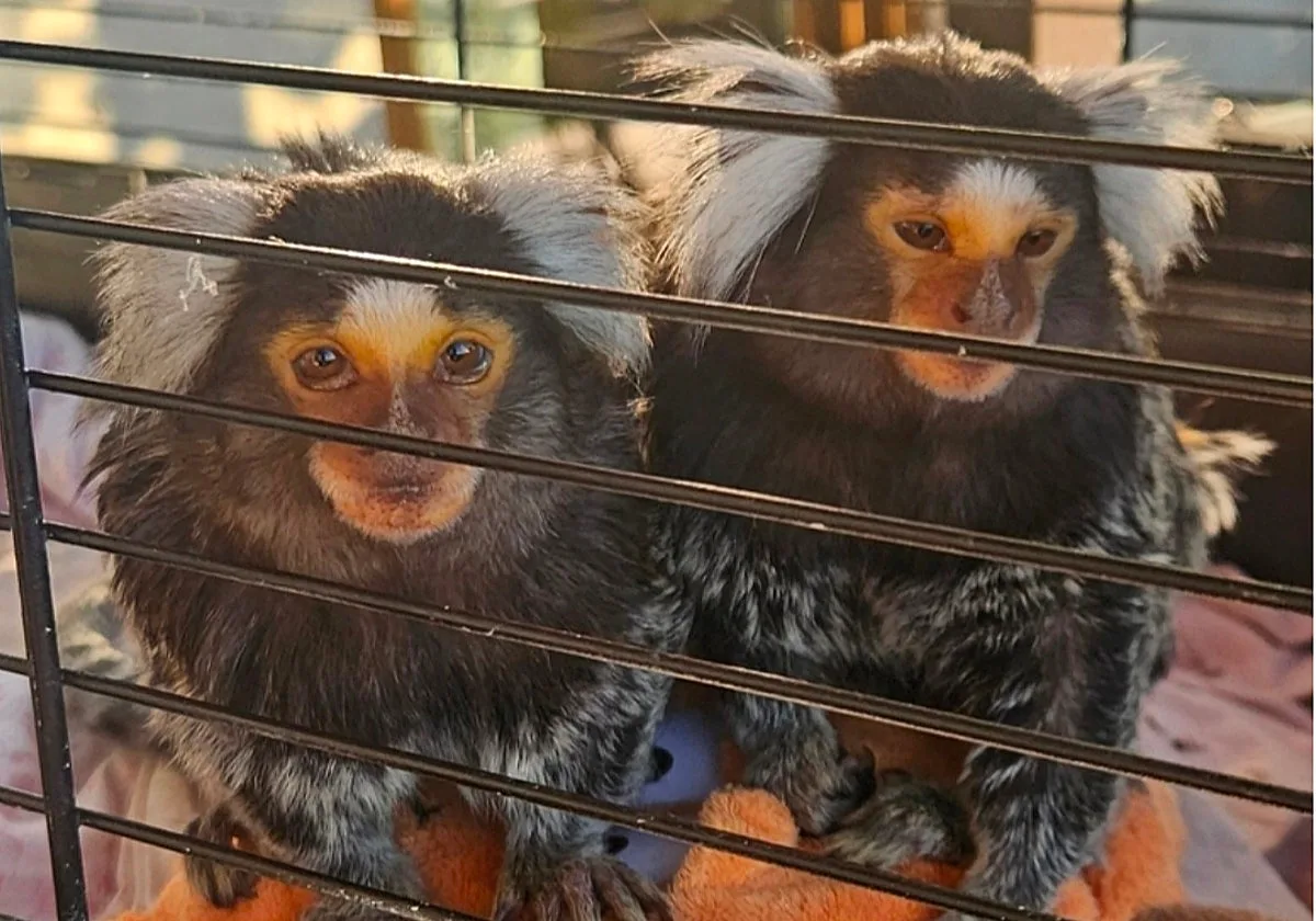 Otra oportunidad en España para Minnie y Miko, dos monos titíes de los que usan su nombre