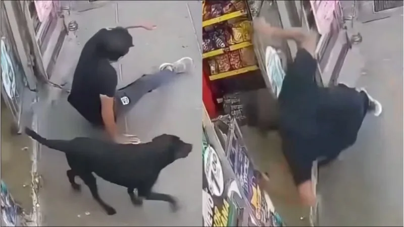Perro corre a toda velocidad por la banqueta y embiste a peatón: terminó con el brazo fracturado
