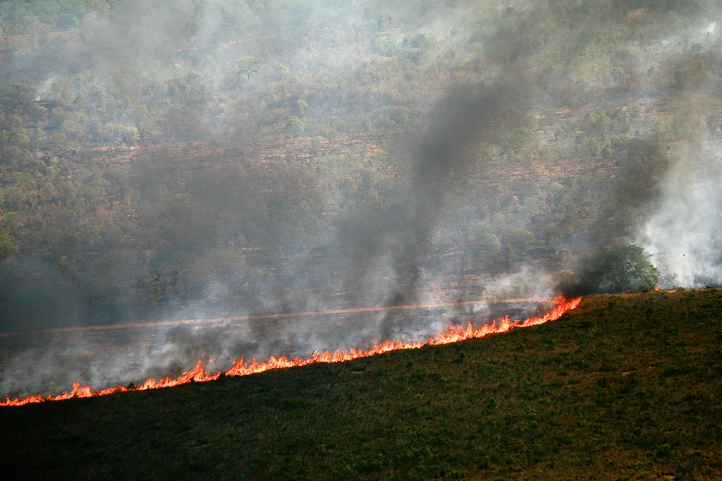 Seca e calor extremos do último El Niño antecipam ‘novo normal’ nas florestas tropicais