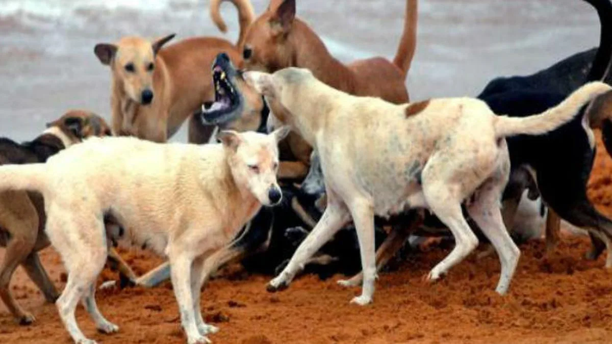 Needed: better urban planning, not mass culling of dogs