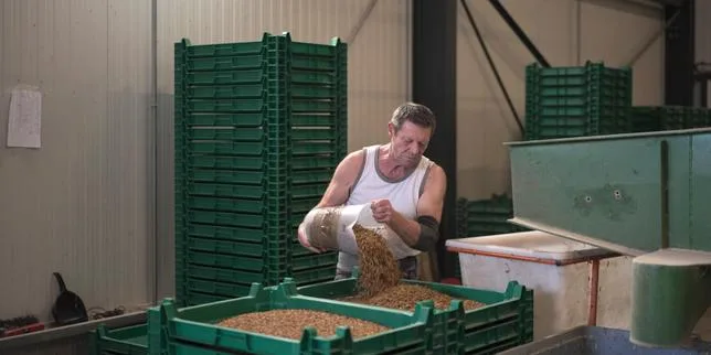 Plongée dans les élevages industriels de mouches et de ténébrions : « Elever des insectes, ce n’est pas une lubie »