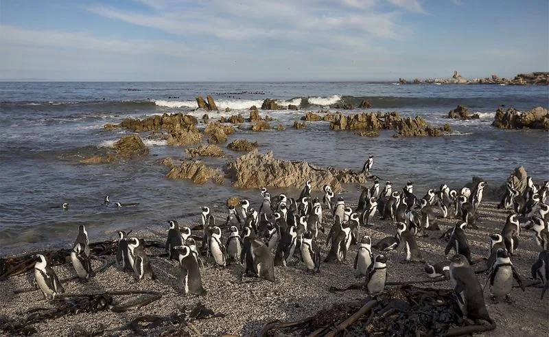 DEAD IN THE WATER OP-ED: Silent crisis — starving penguins, dying sardines and a government gambling with species extinction