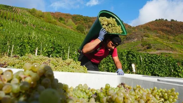 Wein: Letzte Züge der Riesling-Ernte in Rheinland-Pfalz