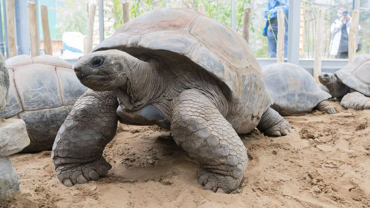 Erlebnis-Zoo Hannover: Vier Riesenschildkröten ziehen in neues Warmhaus im Zoo ein
