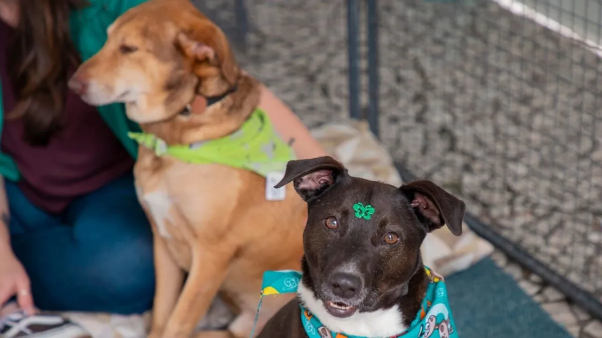 Curitiba realiza feira de adoção de cães e vacinação gratuita no Calçadão da Rua XV