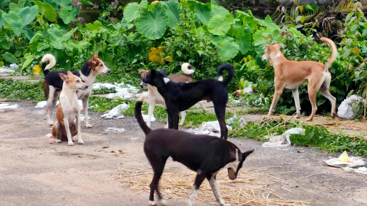 Several injured in dog attack in Keralam’s Thiruvananthapuram