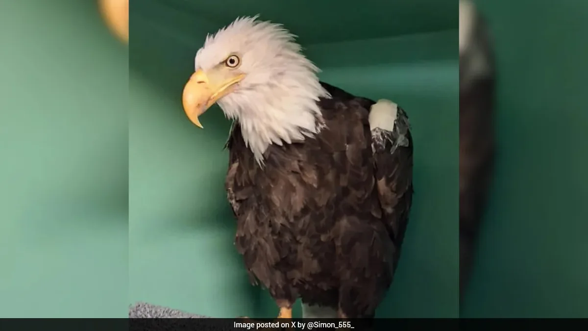 Internet Sensation Jackie The Bald Eagle Died Of Bird Flu In US