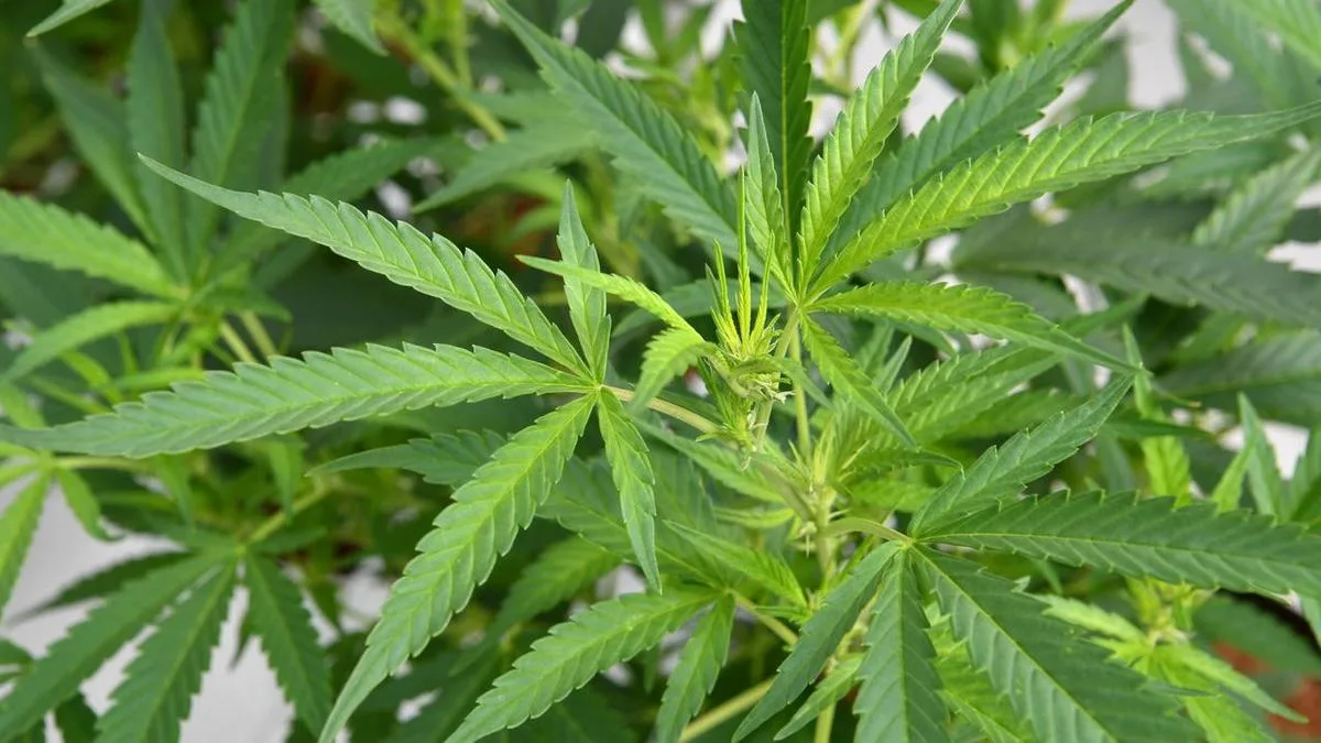 'Concerning' surge in cannabis hospital admissions