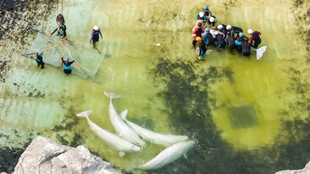 Third Marineland beluga dies after being moved, this time in Spain
