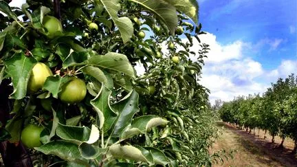 À cause de la sécheresse, "les récoltes les plus touchées sont les pommes précoces", explique la présidente de la fédération nationale des producteurs de fruits
