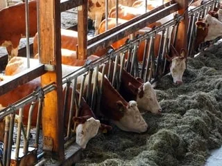 « Un clou de plus dans le cerceuil » : les éleveurs de bovins inquiets et déjà en difficulté après l’été caniculaire