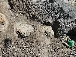 Erste bekannte Schrittfolge : Forscher finden uralte Spur von Tyrannosaurus rex