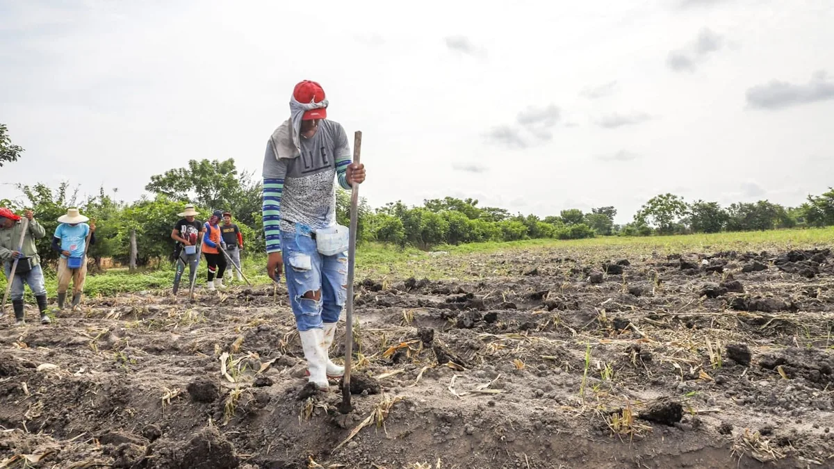 Gremial estima una pérdida de 20% en la primera siembra de granos básicos en El Salvador
