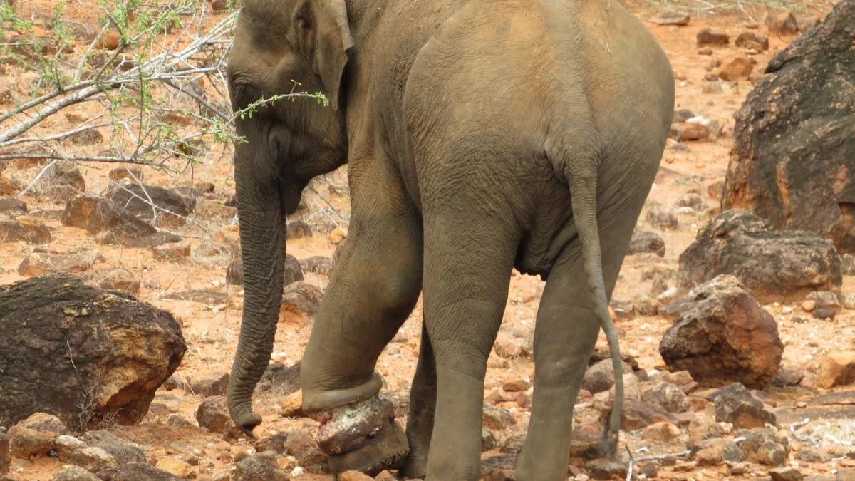 Wild elephant treated for injury from iron wire entangled around its limb dies
