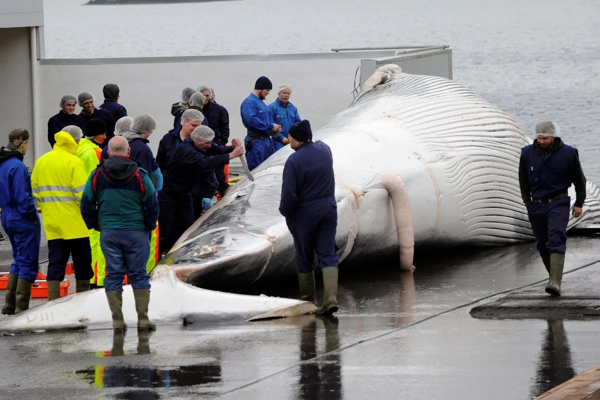 Iceland considers ban that would leave just two countries that allow whaling