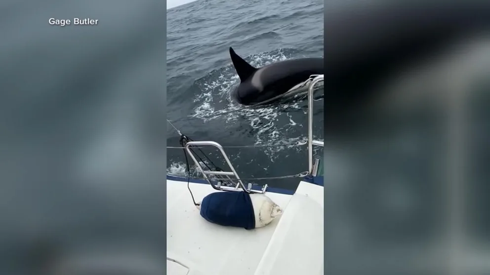 WATCH: Killer whale rams sailboat off the coast of Spain