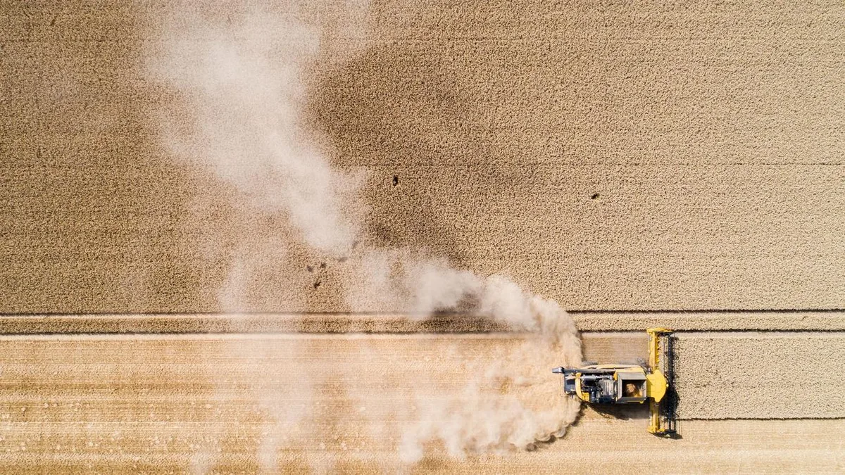 Agrar: Weniger Winterweizen und Raps – Landwirte kämpfen mit Dürre
