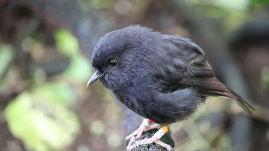 Weltweite Abstimmung: Piepmatz mit Krone: Karure ist Neuseelands Vogel des Jahres