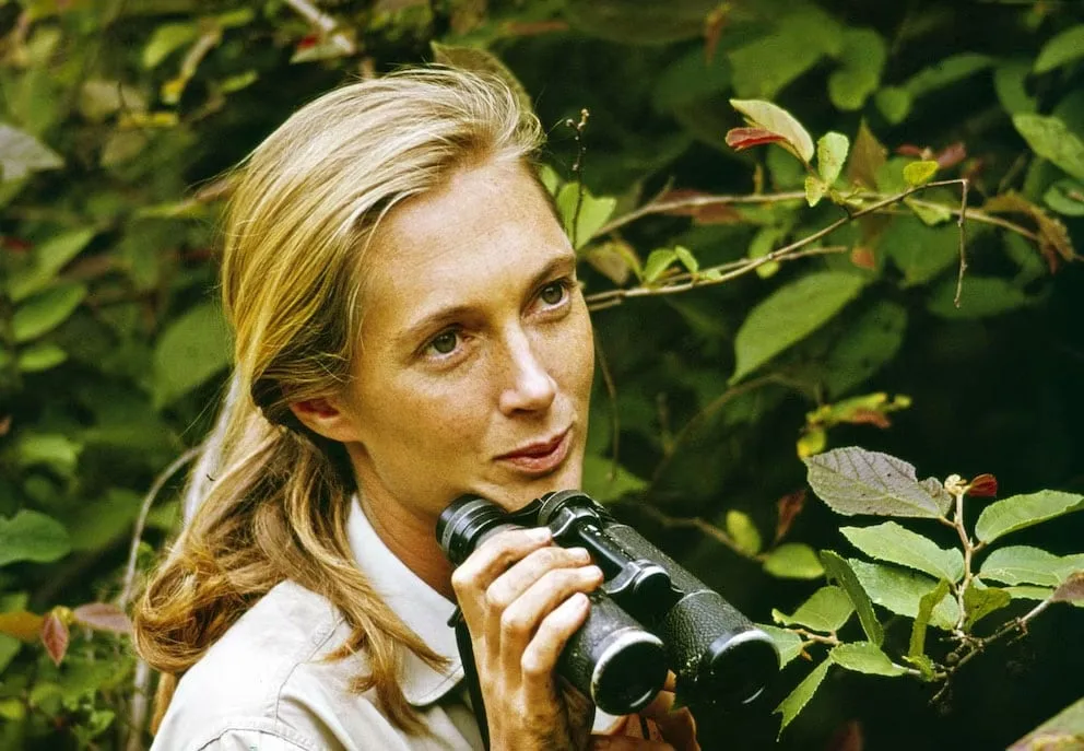 Jane Goodall, primatóloga inglesa: “Miles de personas que dicen ‘amar’ a los animales se sientan una o dos veces al día a disfrutar de la carne de criaturas que han sido tratadas con una crueldad tremenda”