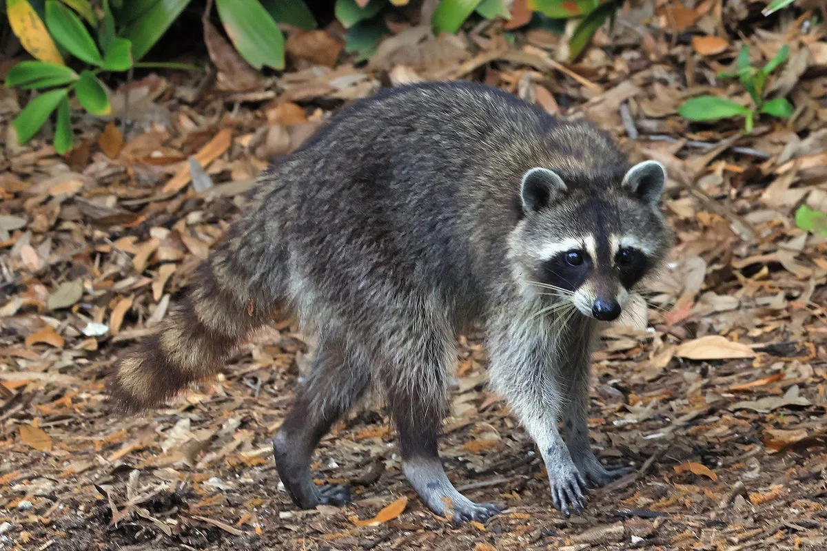 Rabies cases are spreading nationwide. Here’s how to protect yourself