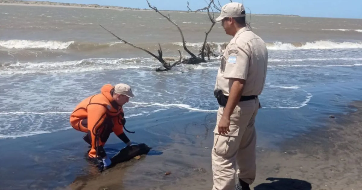 Delfín franciscana: por qué el estuario del Río Negro es clave para salvarlo