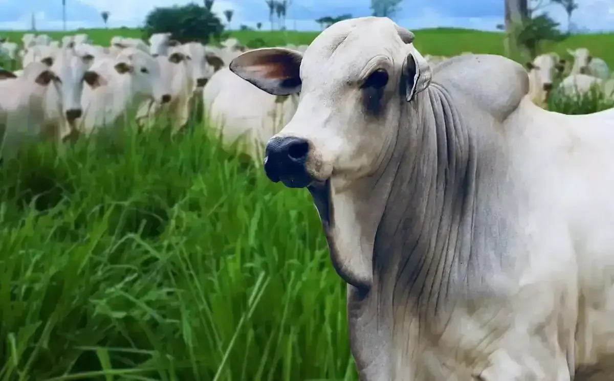 O Acre precisa de uma “Operação Ganatum”