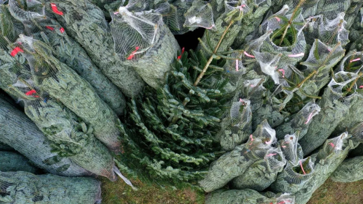 Eklat um Weihnachtsbaum vor Kita in Hamburg: Urteil gegen Aufsteller rechtskräftig