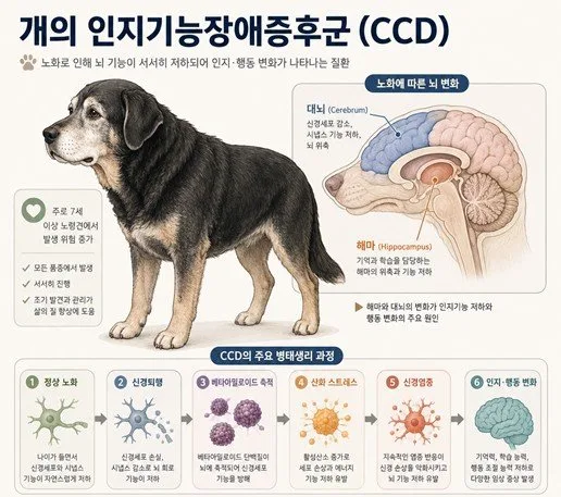 [반려동물 20세 시대]우리 강아지가 정말 치매일까요?