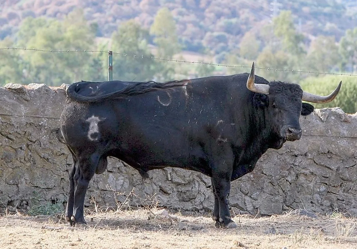 Illescas prepara una corrida de Conde de la Corte con Escribano, Gómez del Pilar y Molina