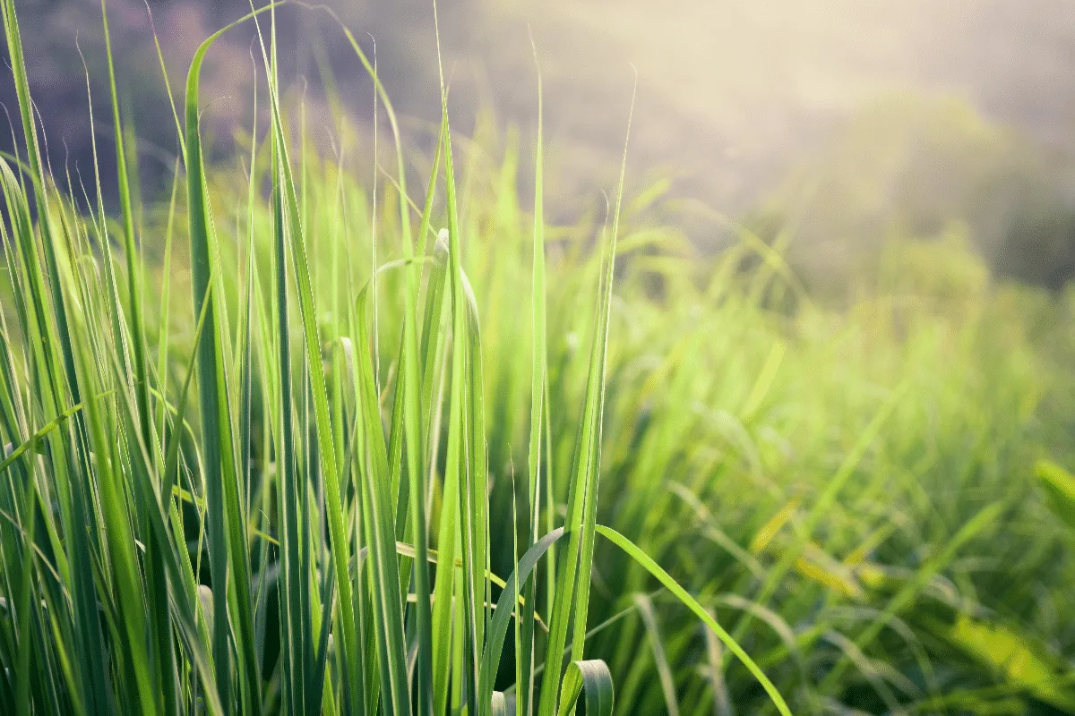Para que serve a erva-cidreira? 8 benefícios da planta para a saúde