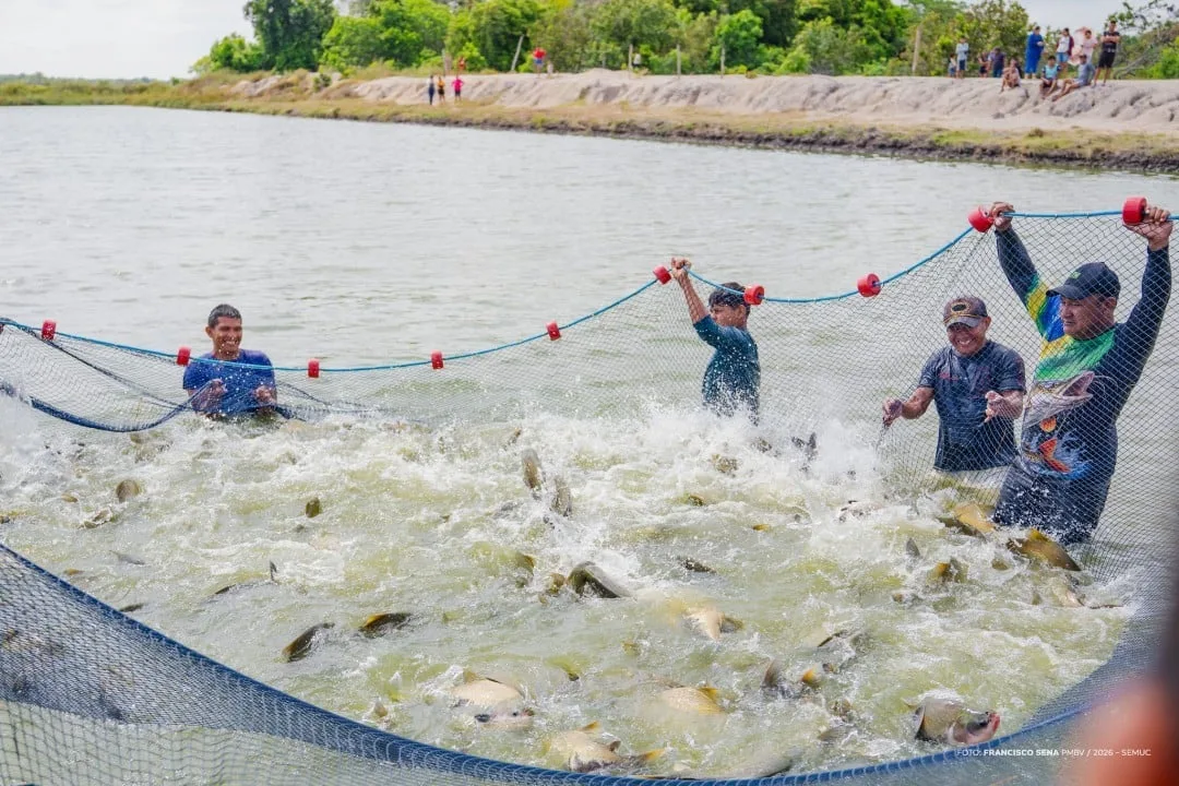 Comunidade indígena de Boa Vista produz 2,1 toneladas de tambaqui após nove meses de cultivo