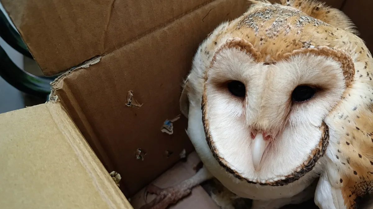 Animais nas rodovias: cuidados ajudam a evitar acidentes