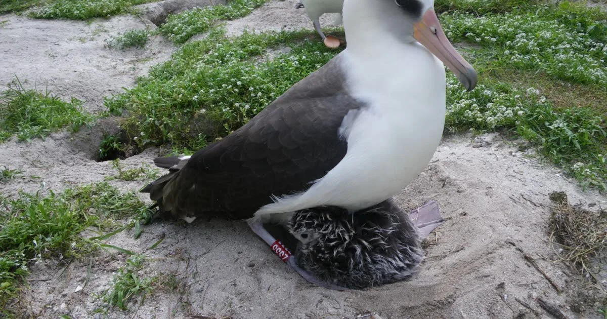 Science. Wisdom, l’albatros qui bat ses propres records de longévité