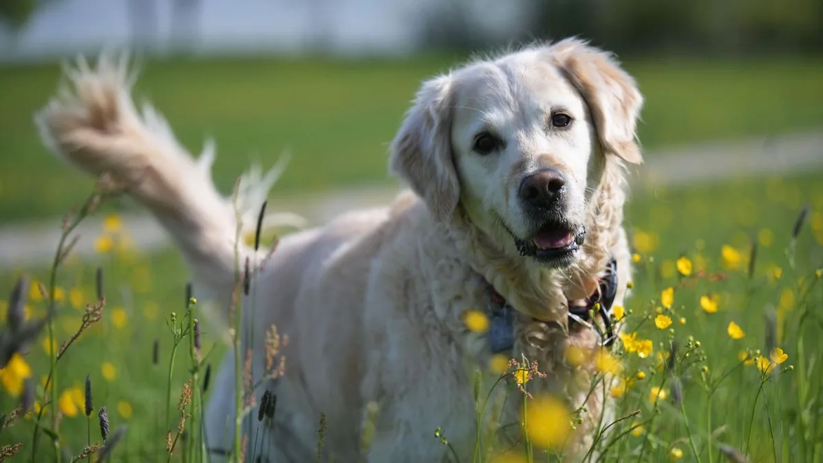 Steuern, Versicherung, Vorsorge: Sie wollen einen Hund adoptieren? Darauf sollten Sie achten